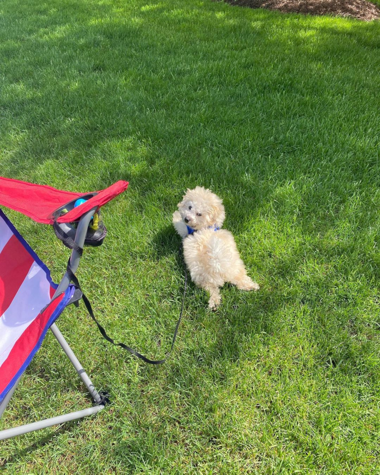 Friendly Poochon Pup in St Charles IL