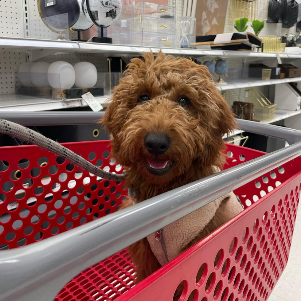 Adorable Golden Retriever Poodle Mix Pup