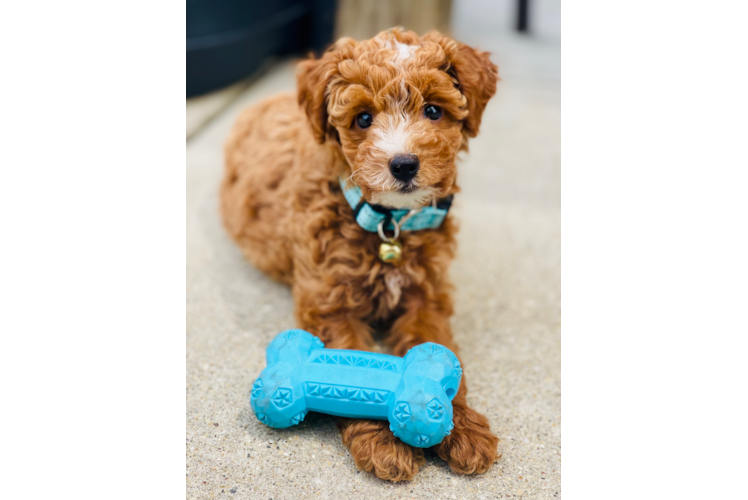 Adorable Golden Retriever Poodle Mix Puppy