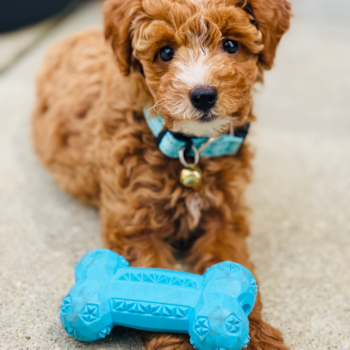 Adorable Golden Retriever Poodle Mix Poodle Mix Pup