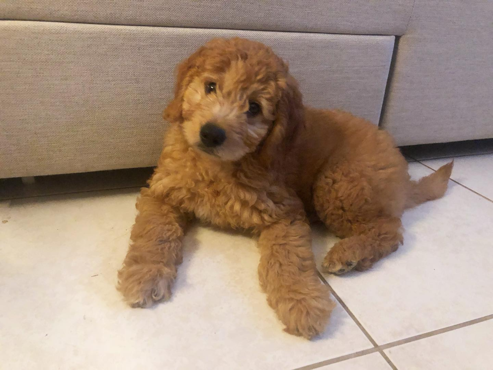 Happy Mini Goldendoodle Pup