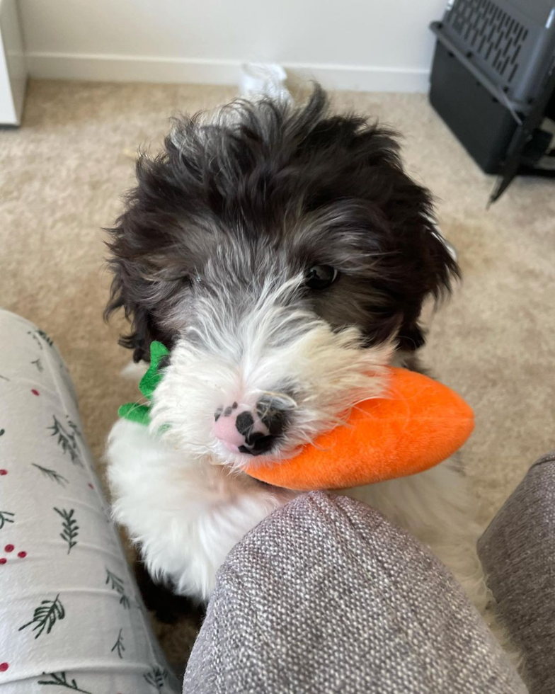 Small Mini Sheepadoodle Pup in TEMPE AZ