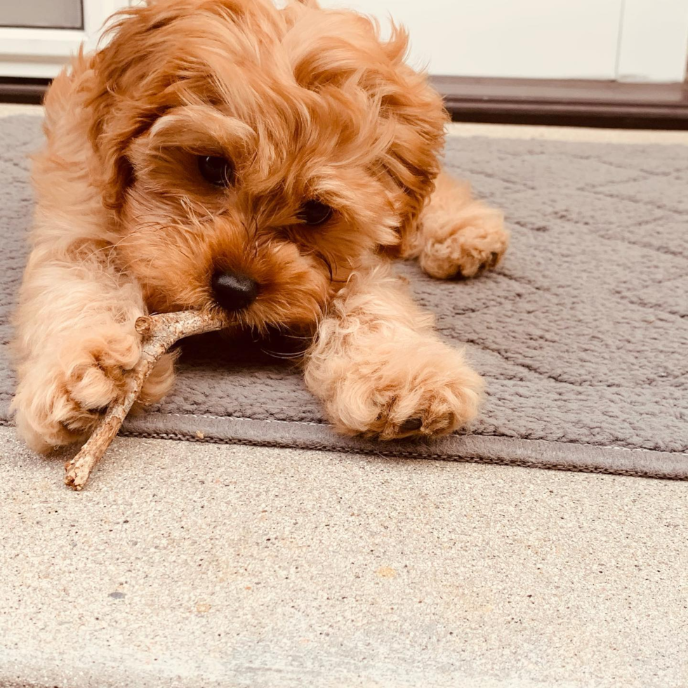 Happy Cavapoo Pup in Long Beach CA