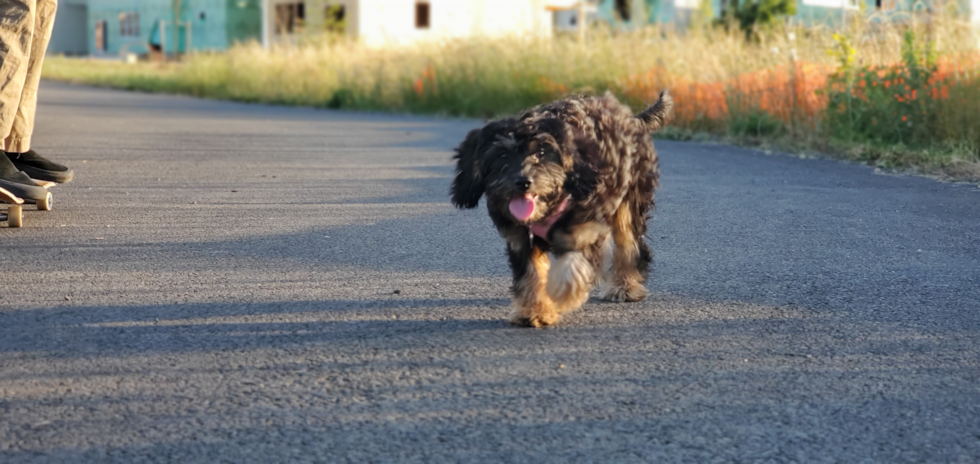 Friendly Cavapoo Pup