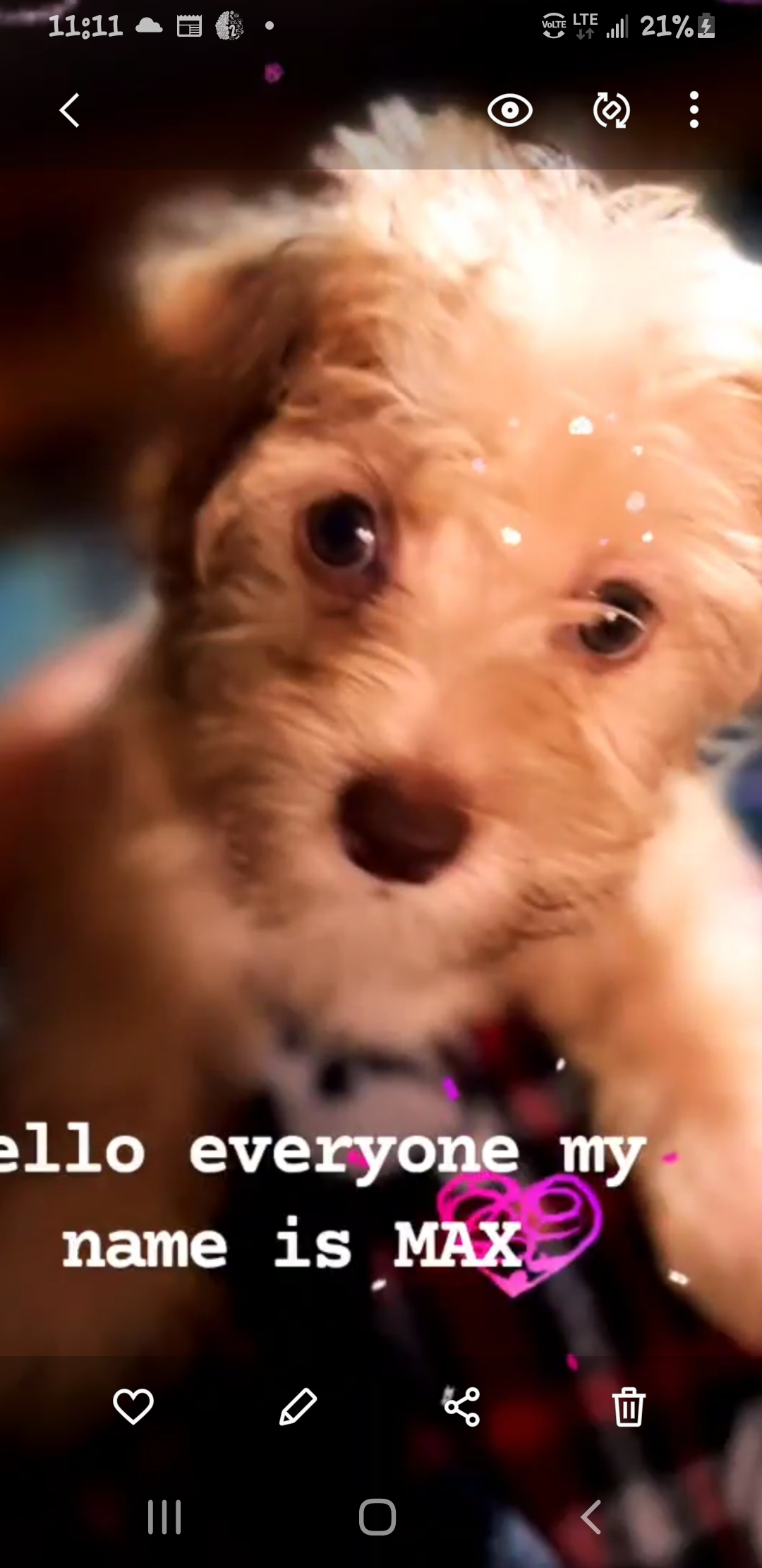 Small Yorkie Chon Baby