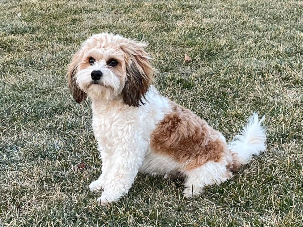 Friendly Cavachon Pup