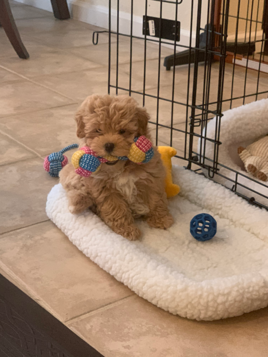 Friendly Maltipoo Pup