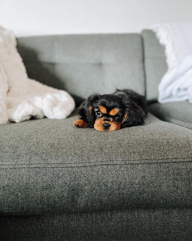 Funny Cavalier King Charles Spaniel Pup