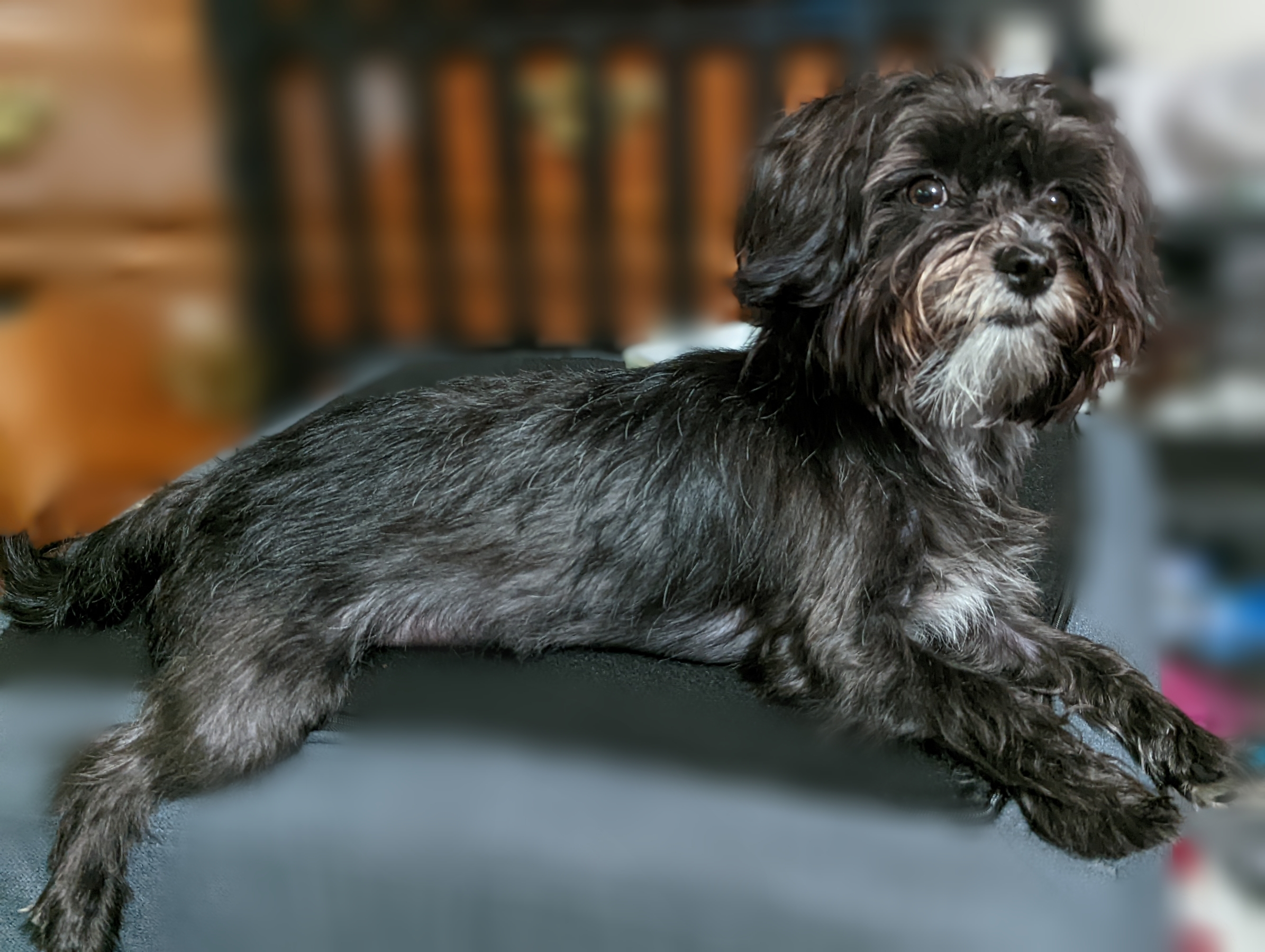 Friendly Morkie Baby