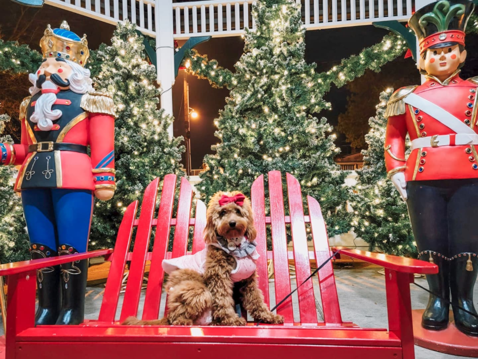 Friendly Mini Goldendoodle Pup in Hopatcong NJ