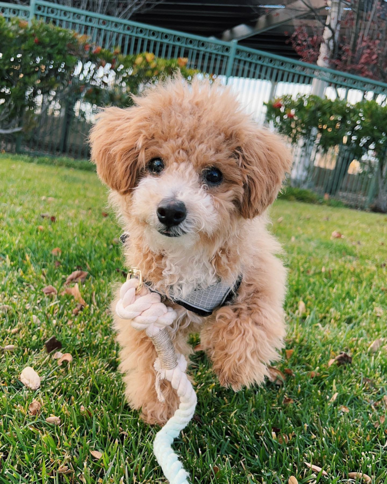 Playful Bichpoo Poodle Mix Pup