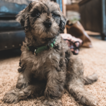 Fluffy Mini Portidoodle Poodle Mix Pup