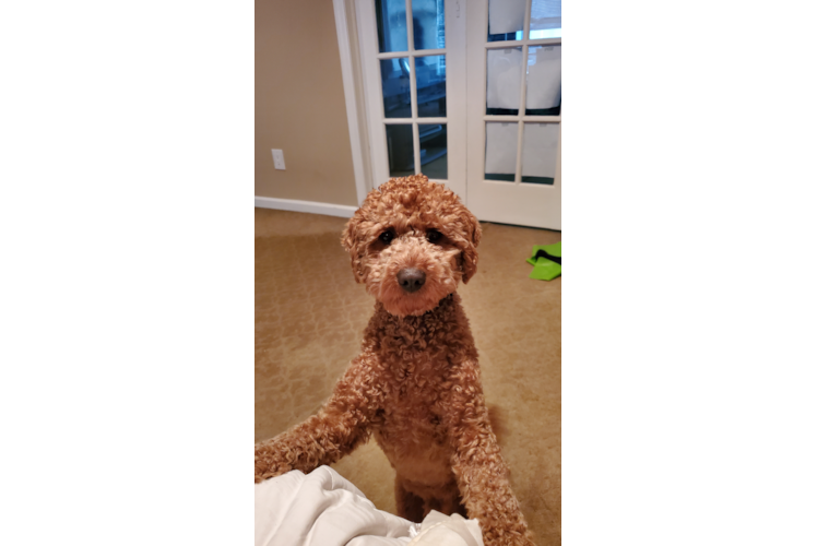 Mini Goldendoodle Puppy for Adoption