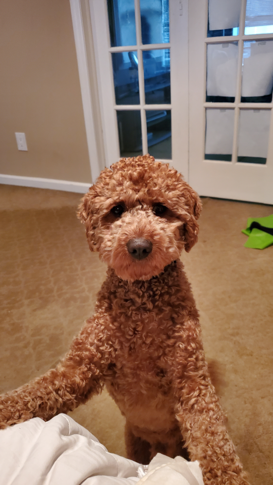 Popular Mini Goldendoodle Poodle Mix Pup