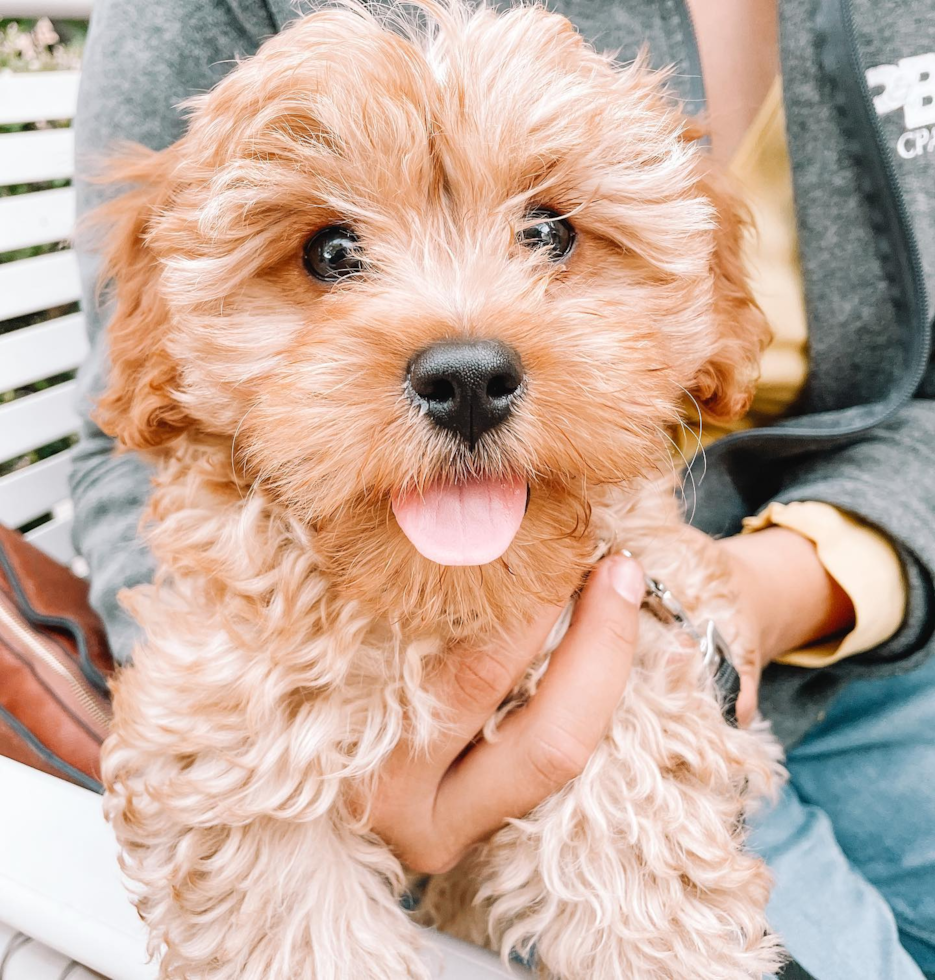 Friendly Cavapoo Pup