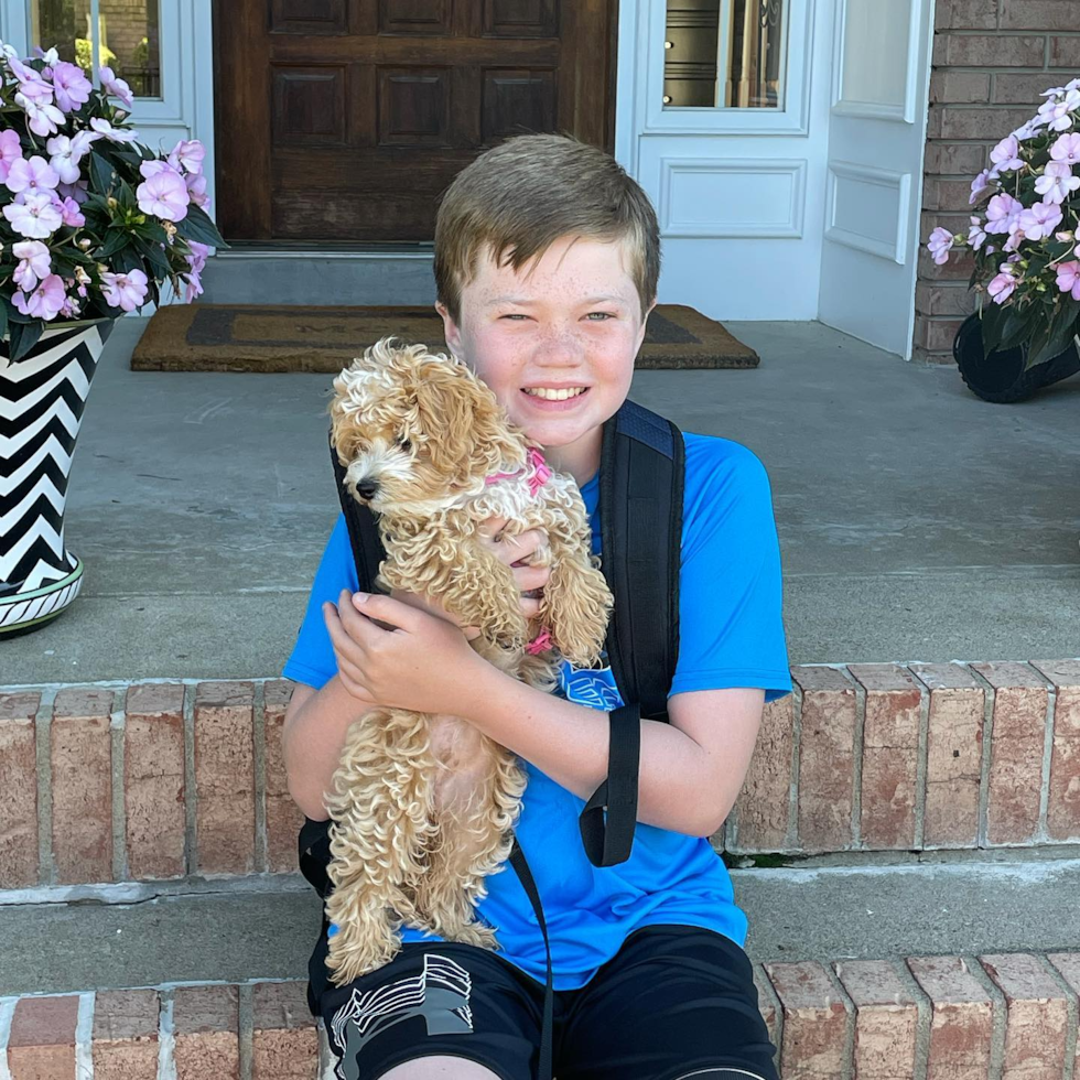 Energetic Maltepoo Poodle Mix Pup