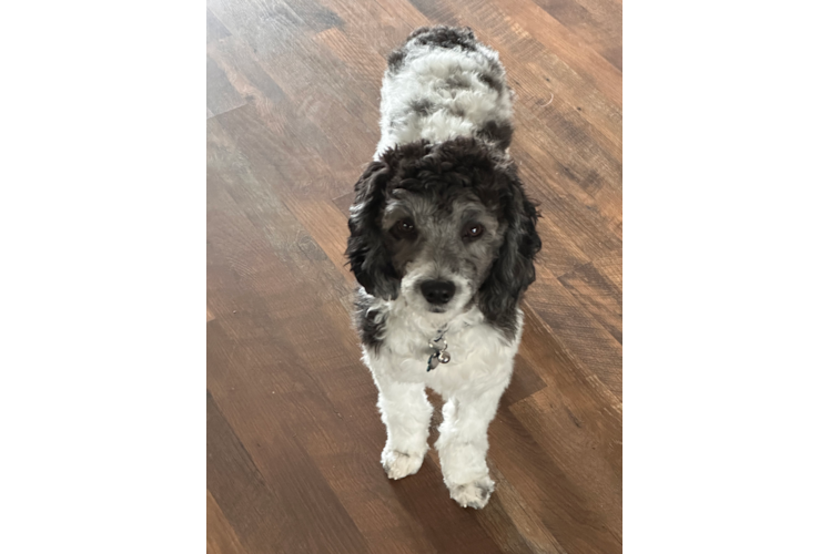 Happy Cavapoo Baby