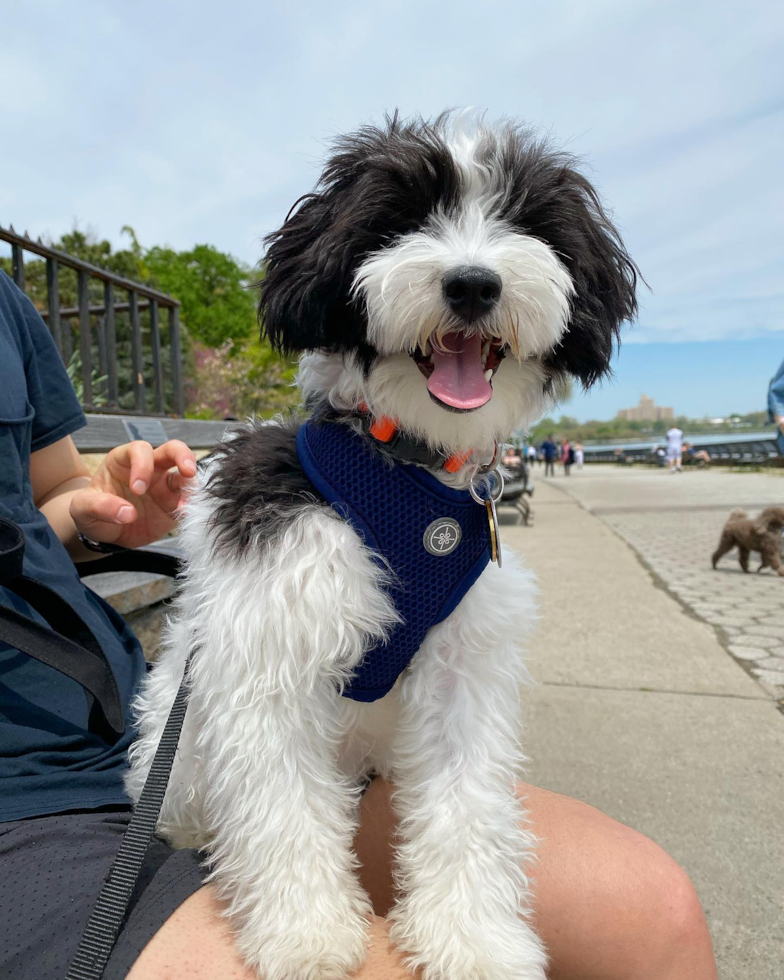 Friendly Havanese Purebred Pup