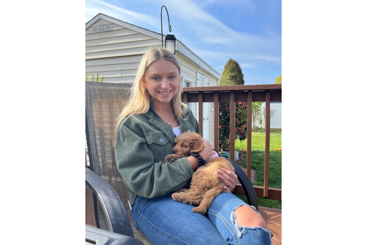 Hypoallergenic Golden Retriever Poodle Mix Puppy