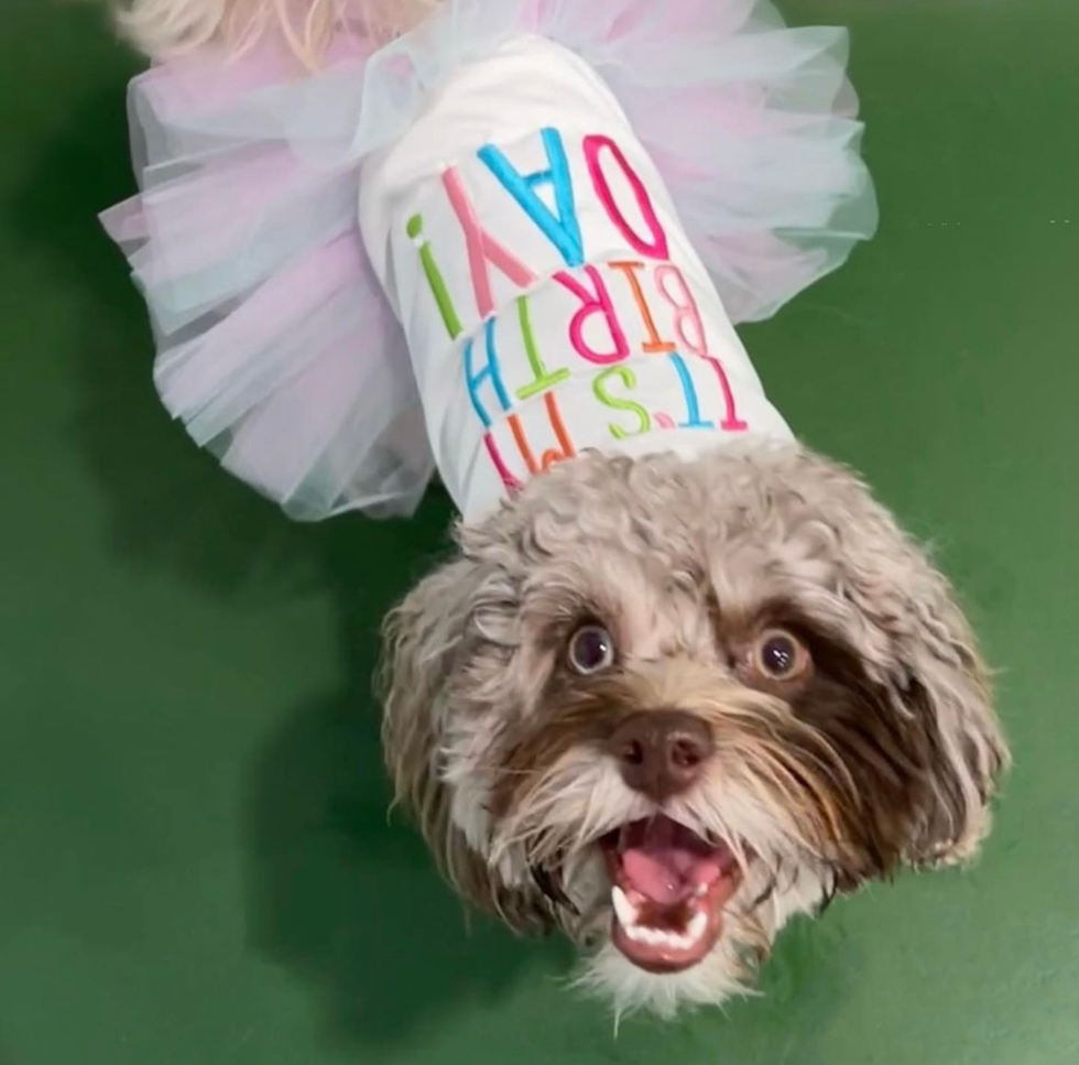 Friendly Cockapoo Pup