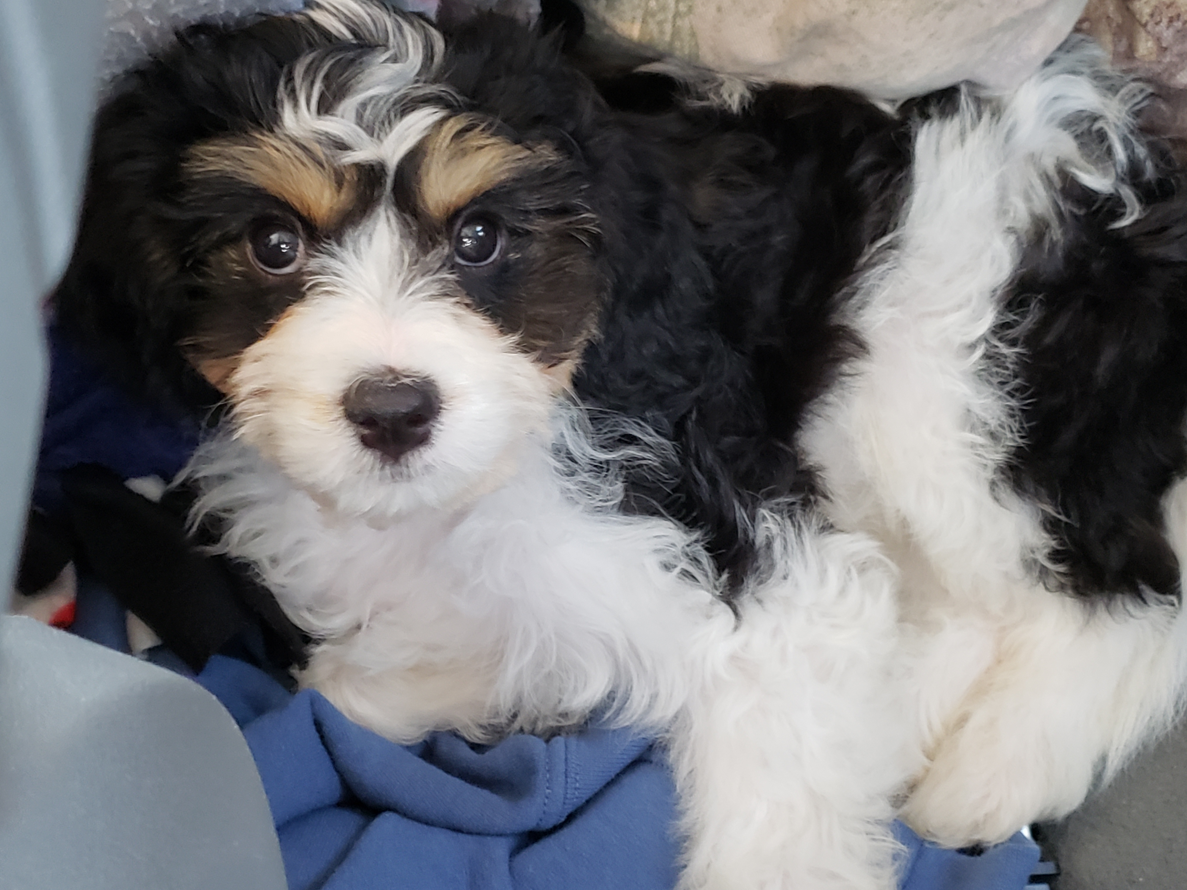 Cute Cavachon Baby