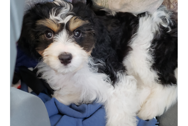 Cute Cavachon Baby