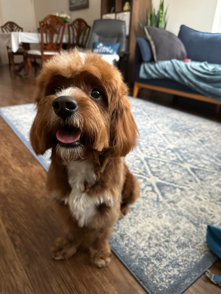 Small Cavapoo Pup in