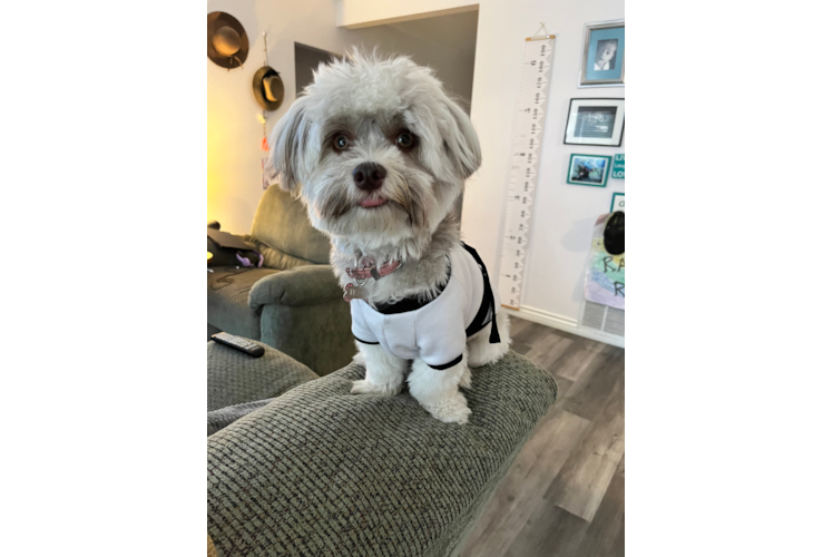 Fluffy Havanese Purebred Puppy