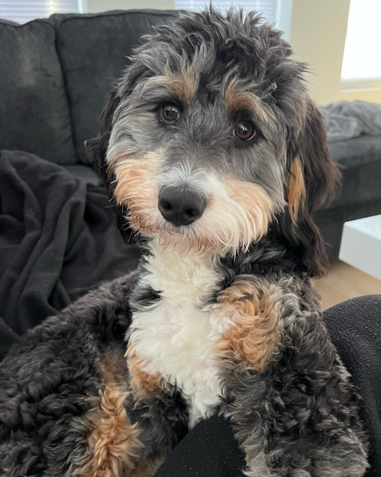 Energetic Mini Berniedoodle Poodle Mix Pup