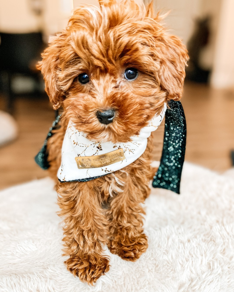 Ogden Cavapoo Pup