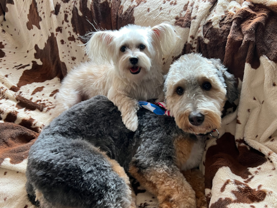 Popular Mini Bernedoodle Poodle Mix Pup