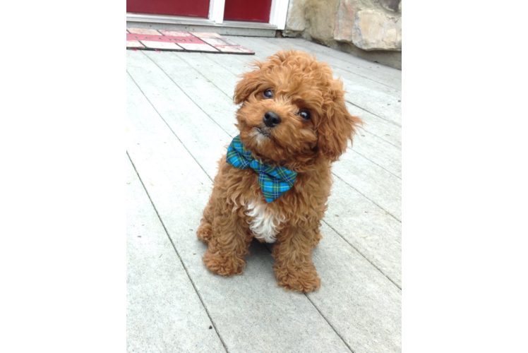 Best Cavapoo Baby