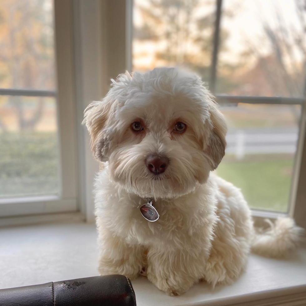 Sweet Havanese Purebred Pup