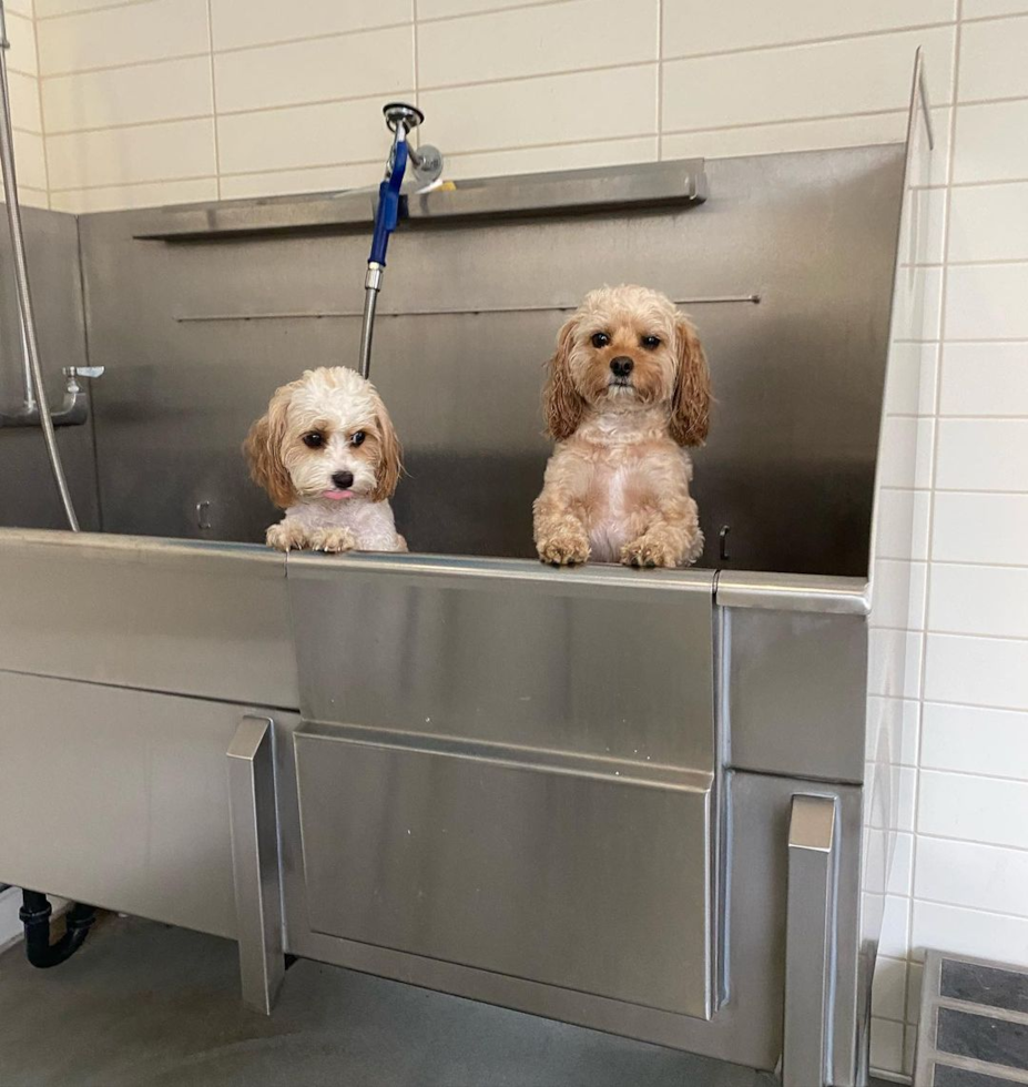 Happy Cavachon Pup in Los Angeles CA