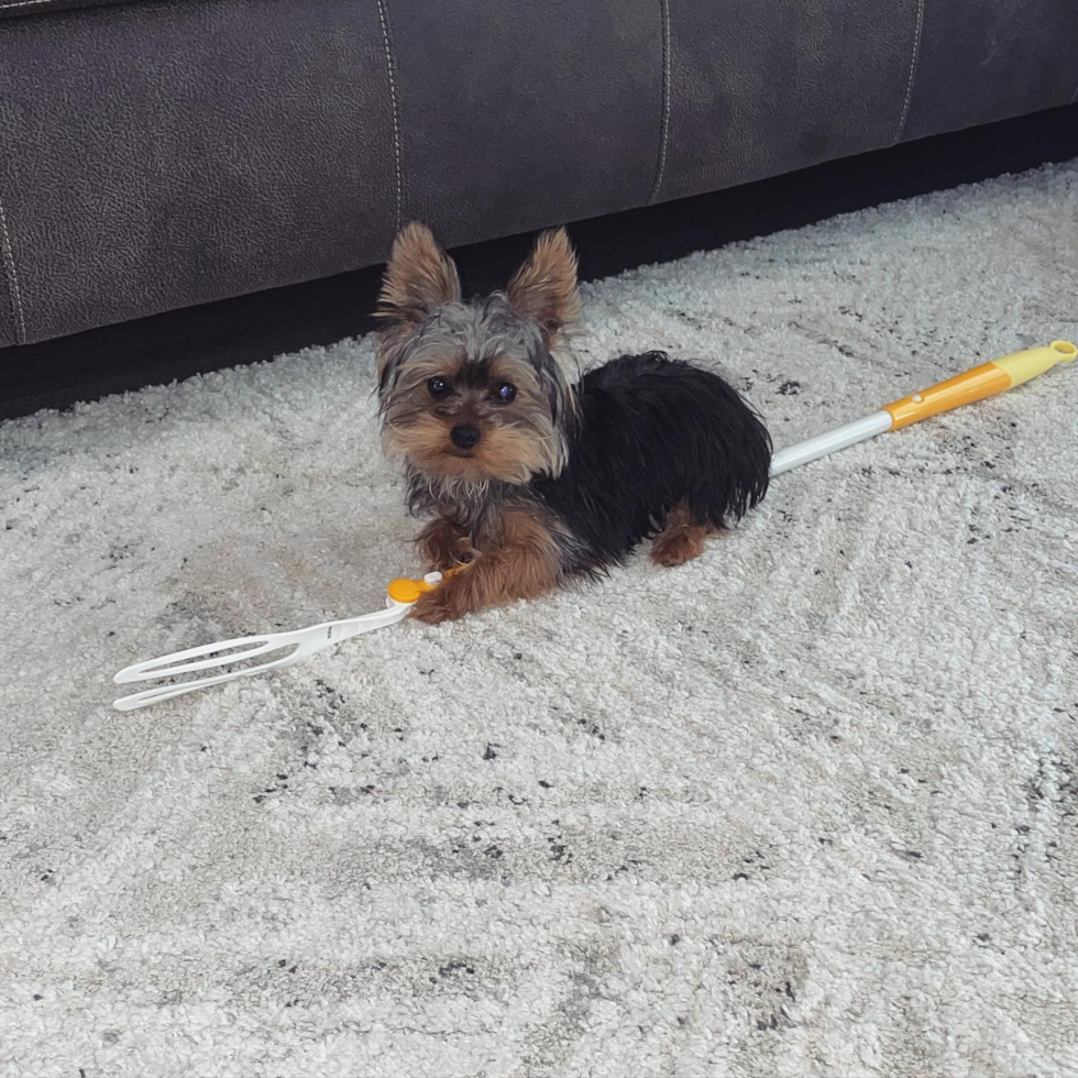 Cute Yorkshire Terrier Pup in Pittsburgh PA