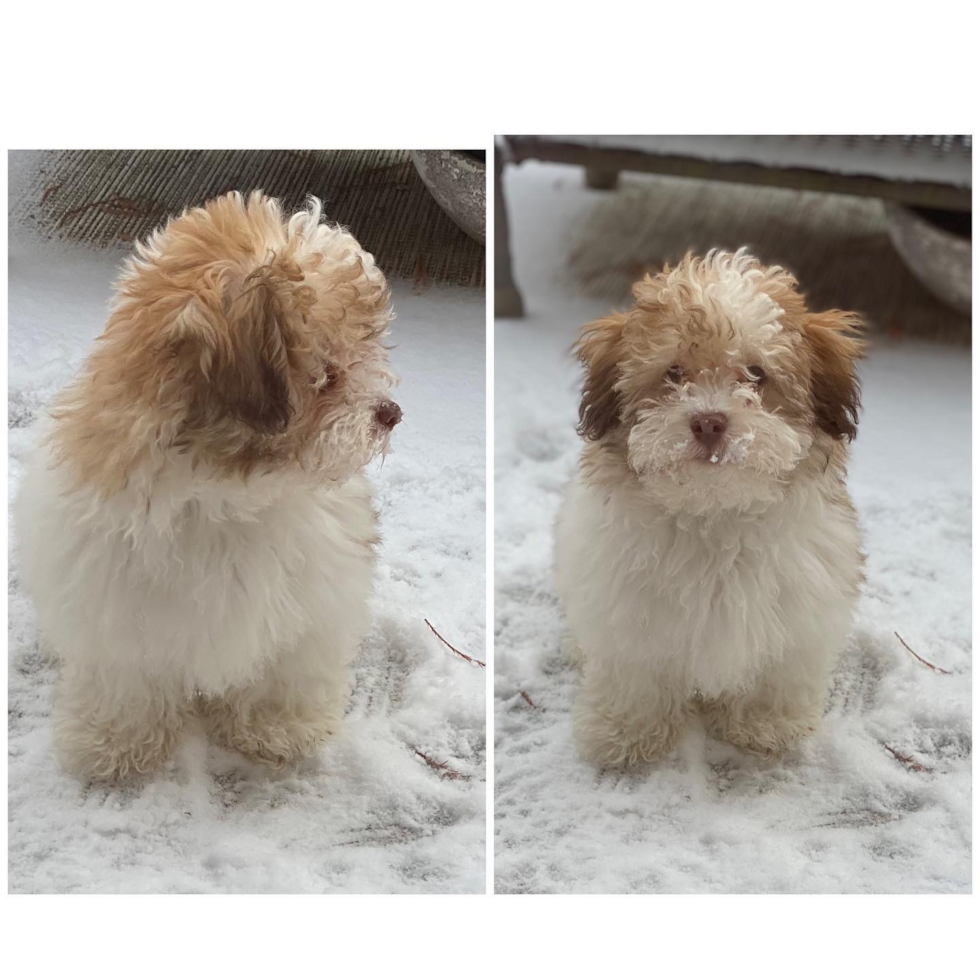 Adorable Havadoodle Poodle Mix Pup