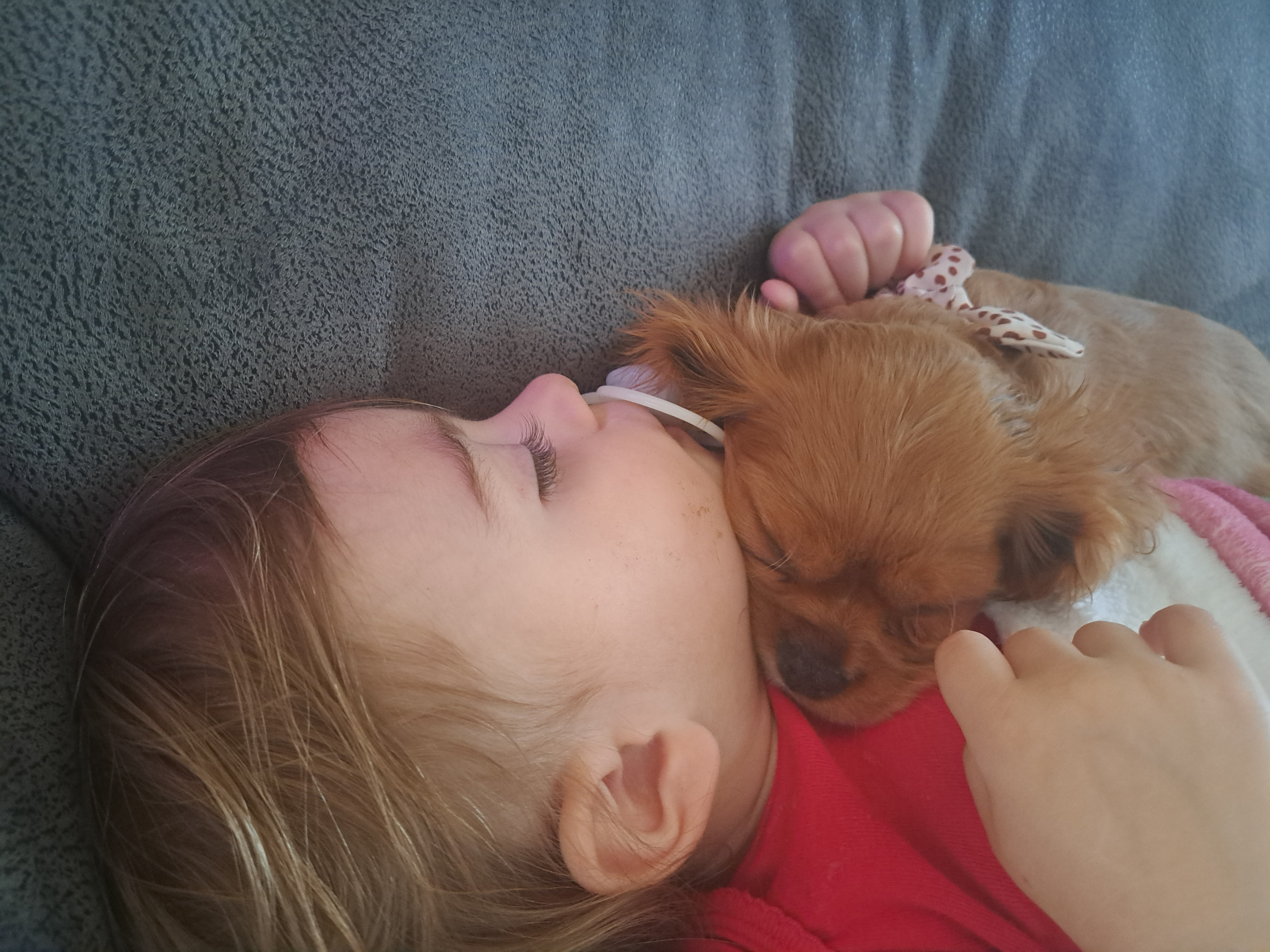 Small Cavalier King Charles Spaniel Purebred Pup