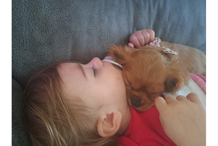 Small Cavalier King Charles Spaniel Purebred Pup