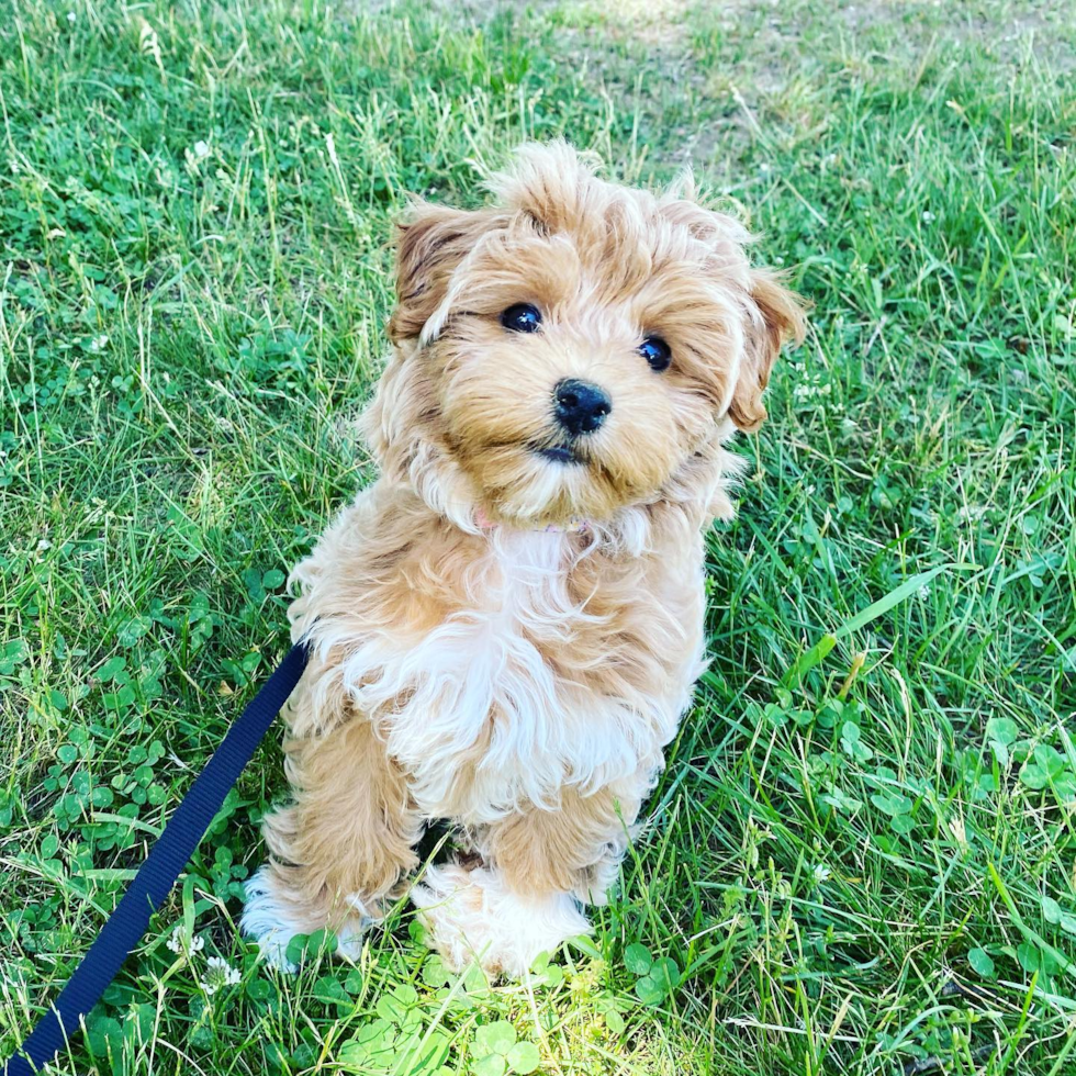 Fluffy Maltipoo Poodle Mix Pup