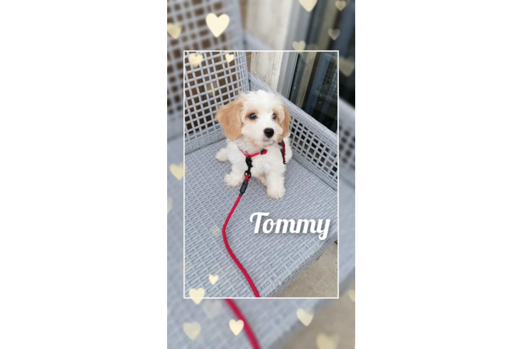 Cavachon Pup Being Cute