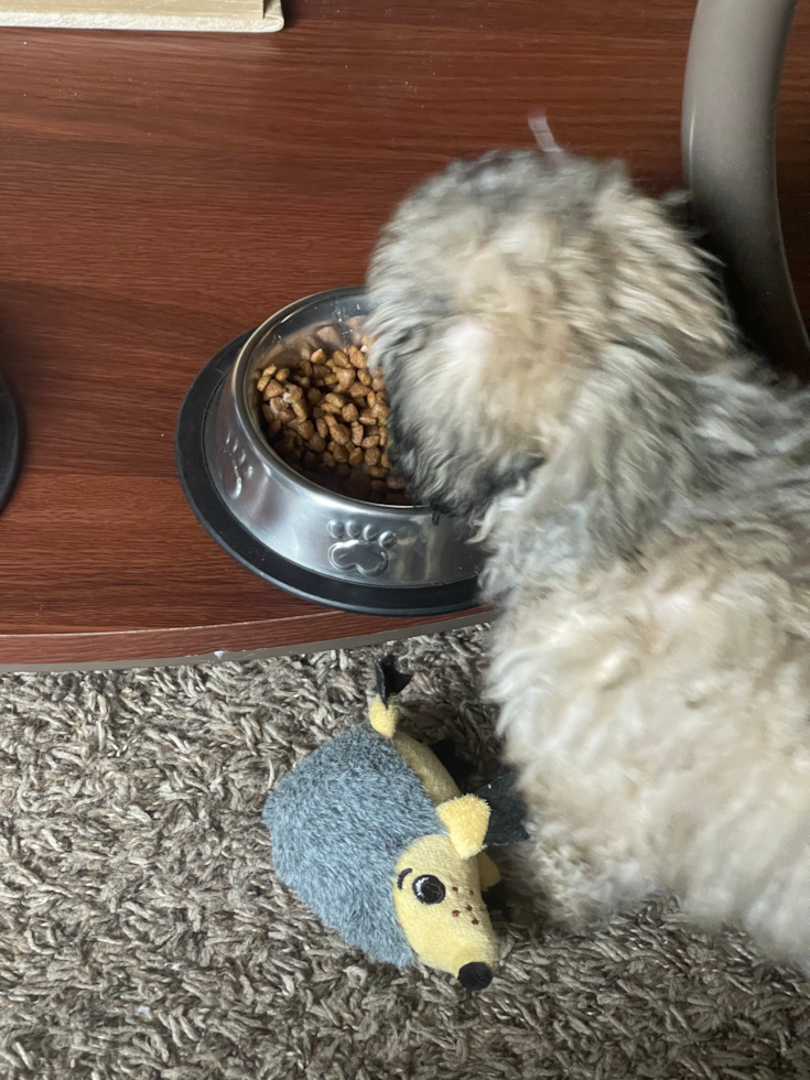 Happy Poochon Pup in Clinton Township MI