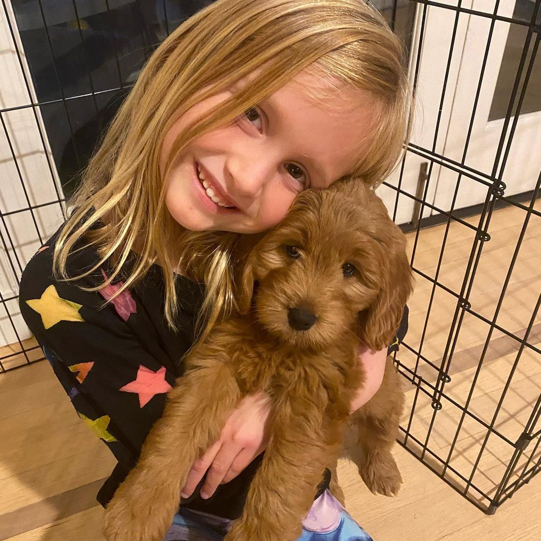Energetic Golden Retriever Poodle Mix Puppy