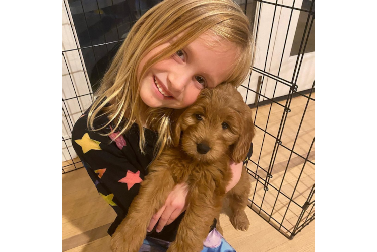 Energetic Golden Retriever Poodle Mix Puppy