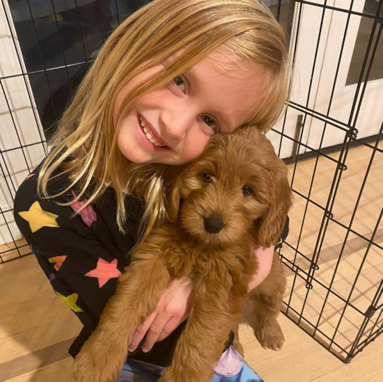 Mini Goldendoodle Being Cute