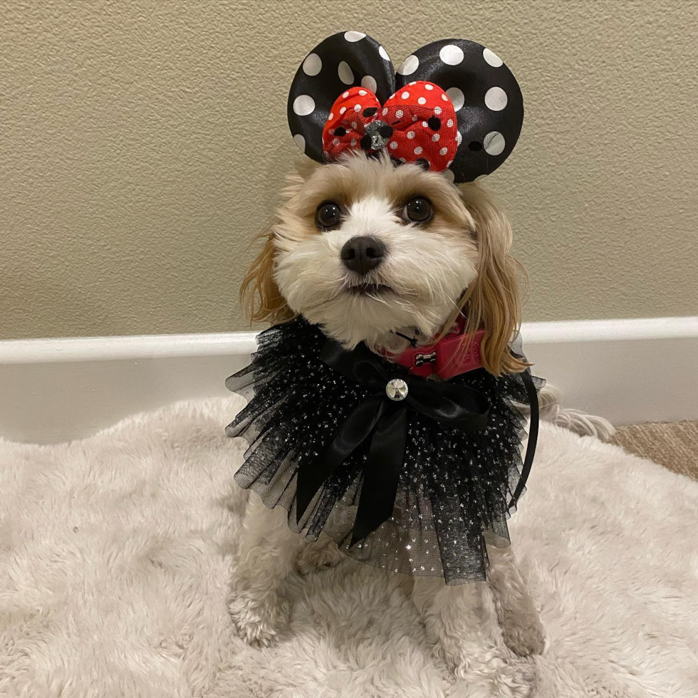 Los Angeles Cavachon Pup