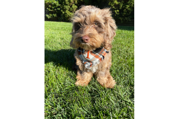 Sweet Cockapoo Baby