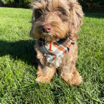 Fluffy Cockapoo Poodle Mix Pup