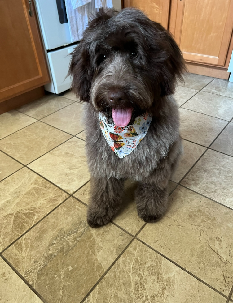 Small Portuguese Water Dog Purebred Pup