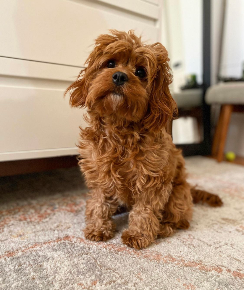 Cavapoo Being Cute