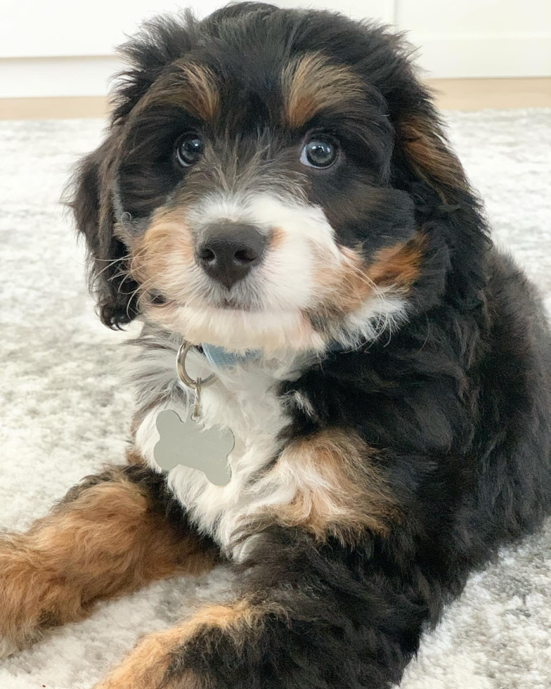 Friendly Mini Bernedoodle Pup